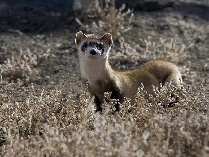 Black-footed ferret